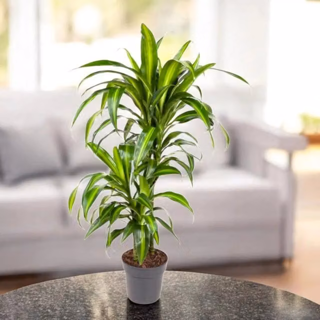 Dracaena fragrans Hawaiian Sunshine Gardenaria - Pianta da interno ornamentale con foliage verde, Altezza: 130 cm