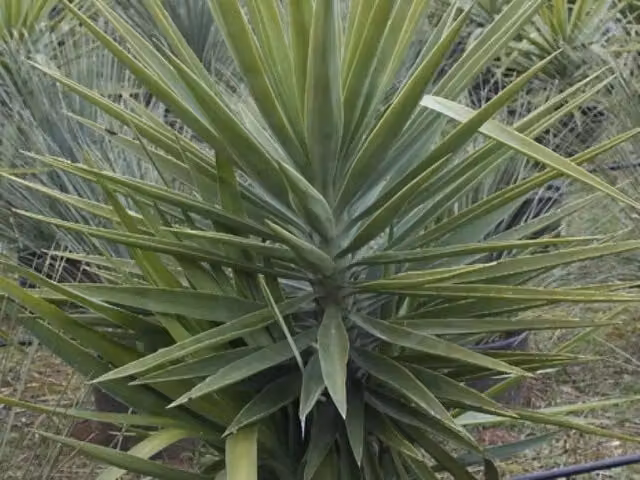 Pianta da interno ornamentale Gardenaria Yucca verde con foliage, Altezza: 180 cm