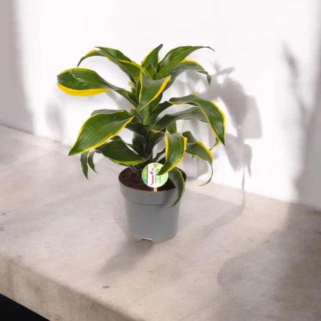 Dracaena fragrans Dorado Gardenaria - Pianta da interno ornamentale verde e gialla, Altezza: 135 cm