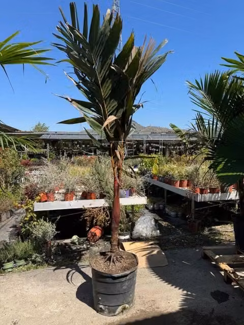Palma tropicale Areca vestiaria con vaso inclusa da Vivaio Garden Forest, Altezza: 200 cm, Diametro vaso: 45 cm
