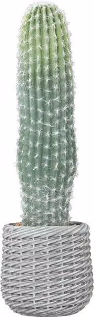 Pianta Artificiale Decorativa Cactus Succulenta HOMCOM Verde con Vaso, Altezza: 66 cm