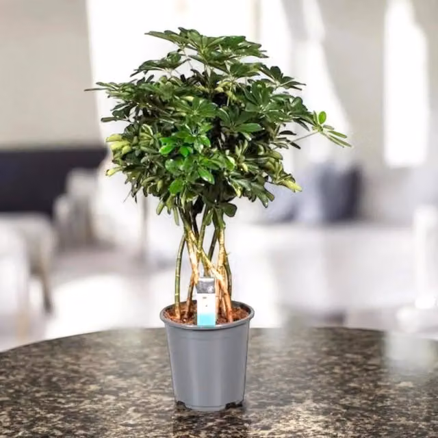 Schefflera arboricola Compacta Gardenaria, pianta da interno ornamentale con foliage verde, Altezza: 160 cm