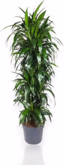 Pianta da interno ornamentale Gardenaria Dracaena fragrans Janet Craig verde, Altezza: 140 cm