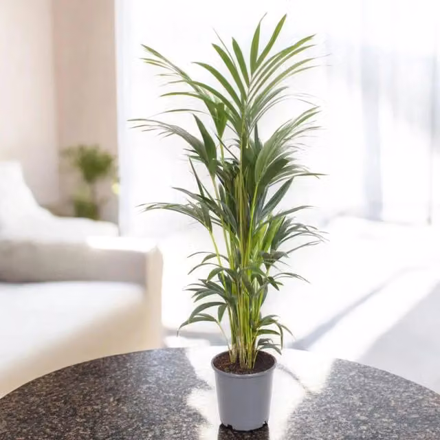 Pianta da interno ornamentale Gardenaria Howea forsteriana Kentia verde Altezza: 150 cm (vaso 24)